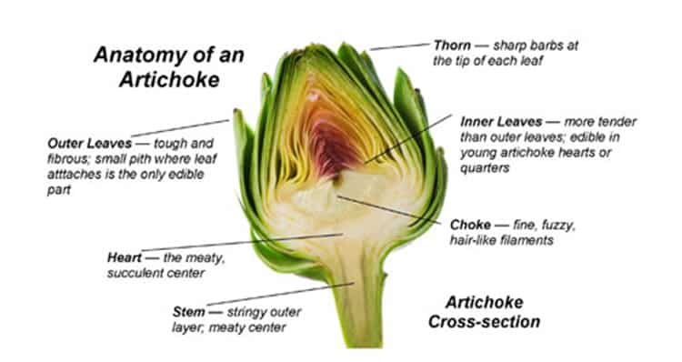 Inside an Artichoke