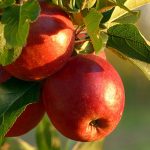 apples and their amazing health benefits