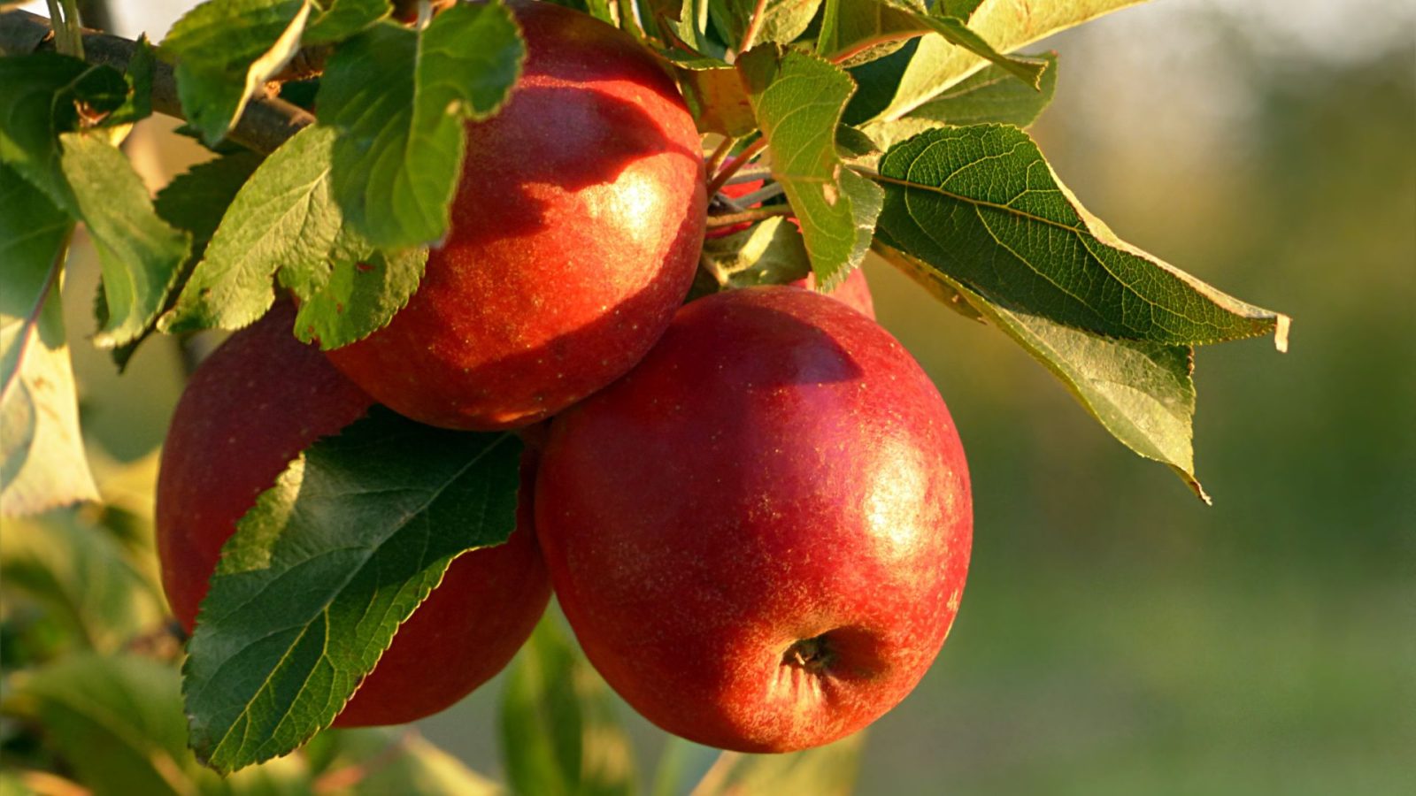 apples and their amazing health benefits